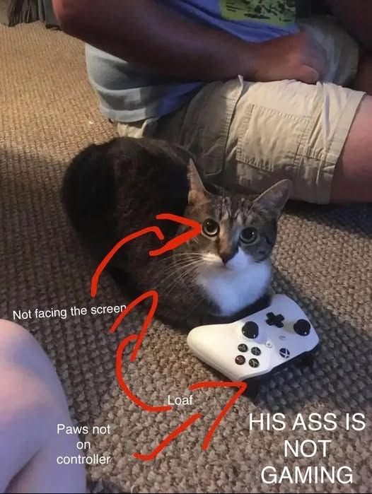 Fake ahh gamer cats smdh
