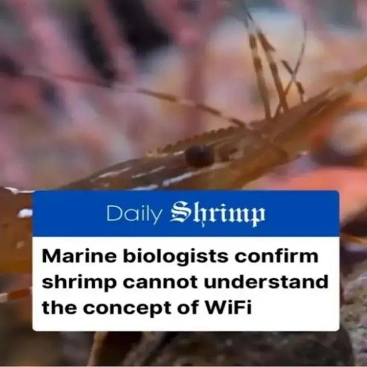 A shrimp fried this rice?