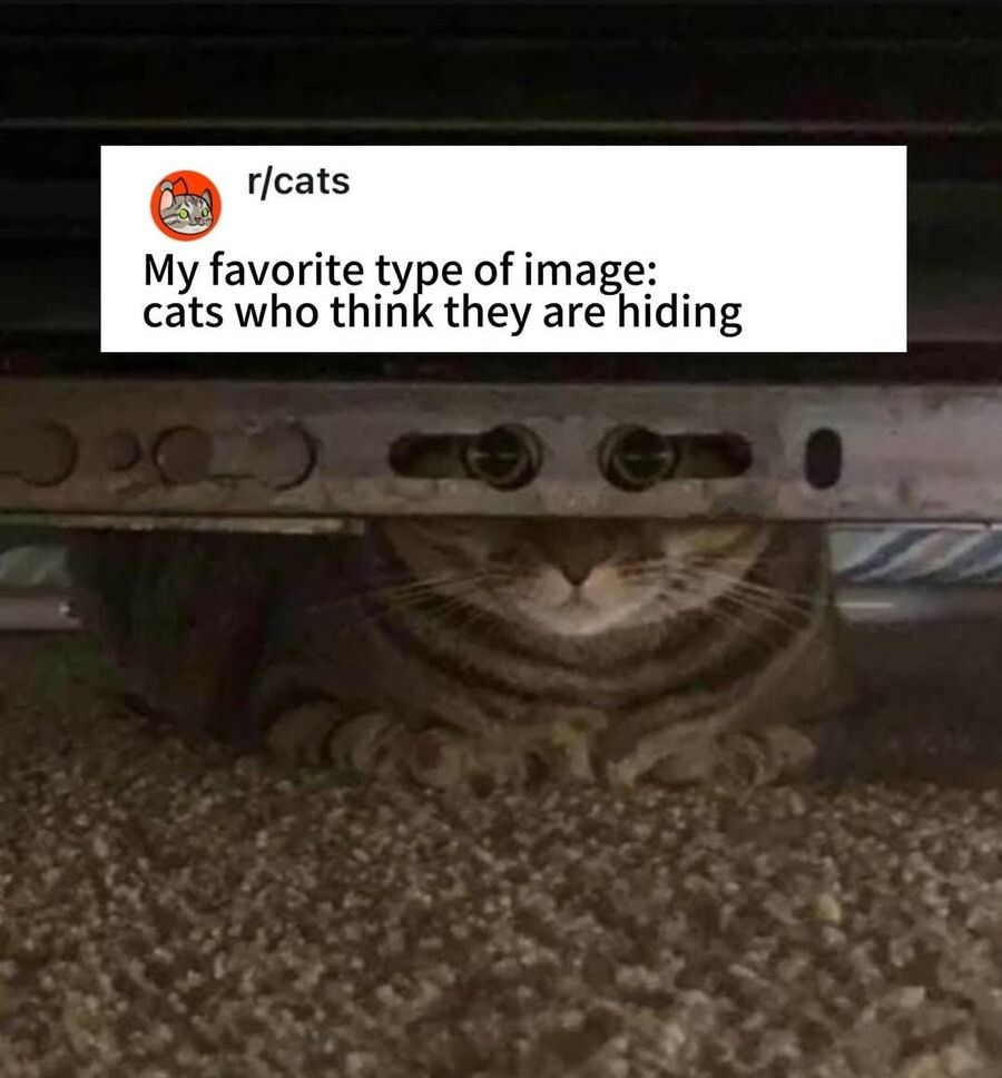 You assume the cat is thinking?