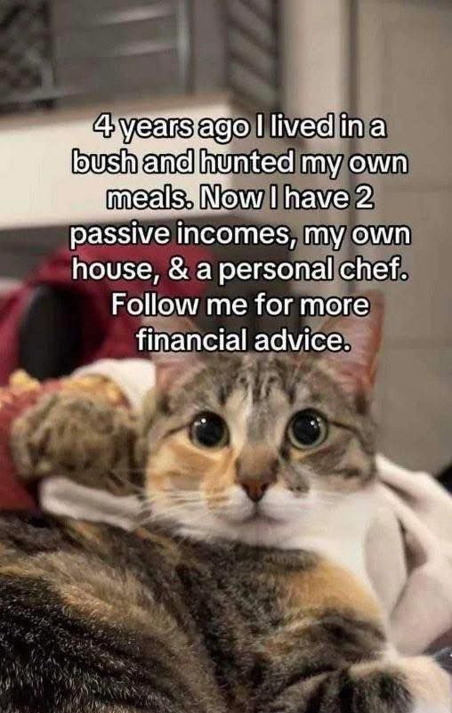 Chase Purrssive Income