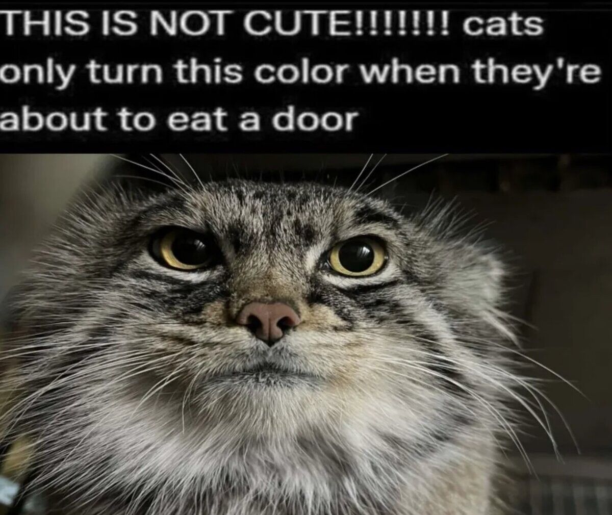 Suspiciously door-shaped cat: "I didn't do nothing."