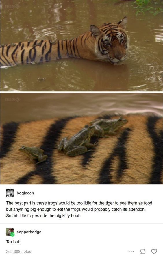 “But we will surely die!”, said the Tiger. “Lol”, said the Frog, “lmao”.