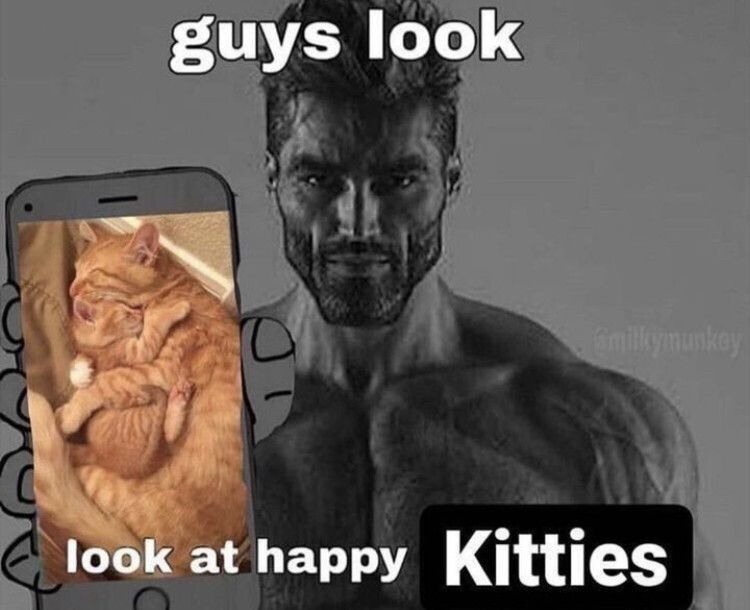 ᓚᘏᗢ ₍^. .^₎⟆