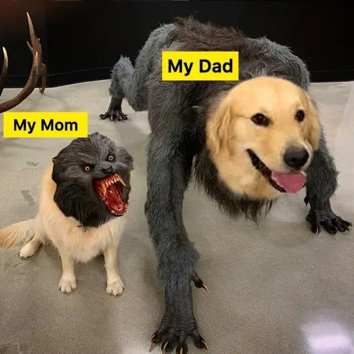 Why are they like this?