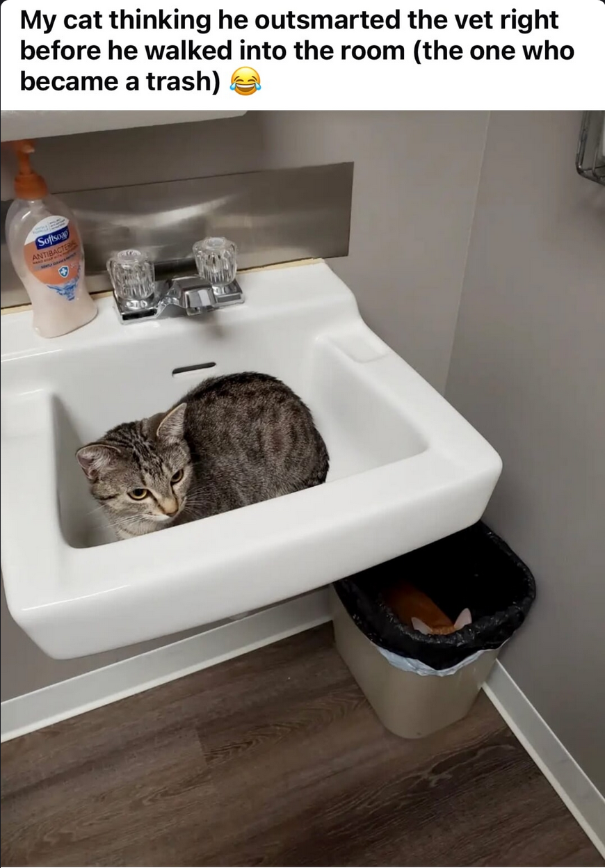 there are actually 3 cats in this picture