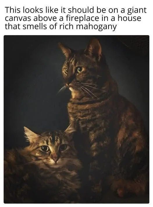 I need pictures like this of my cats