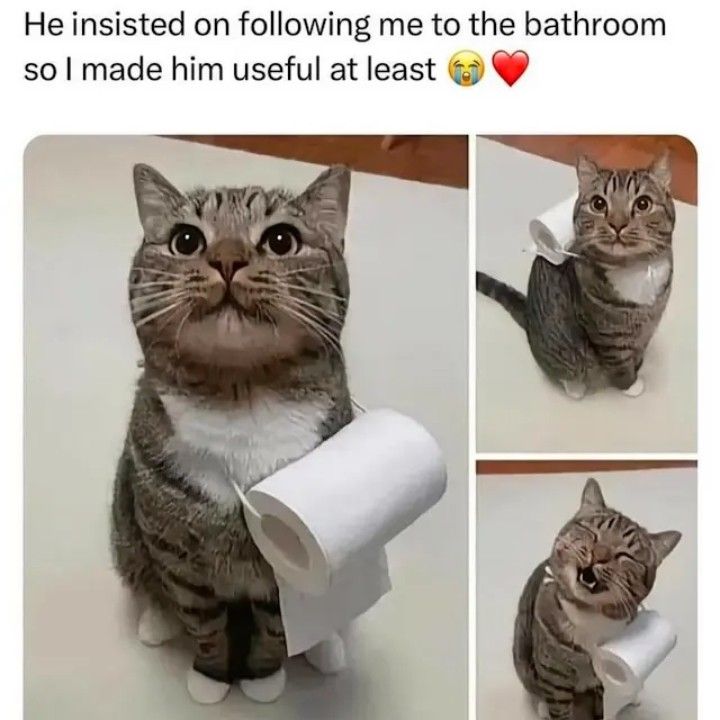 Kitty (⁠^⁠.⁠_⁠.⁠^⁠)⁠ﾉ