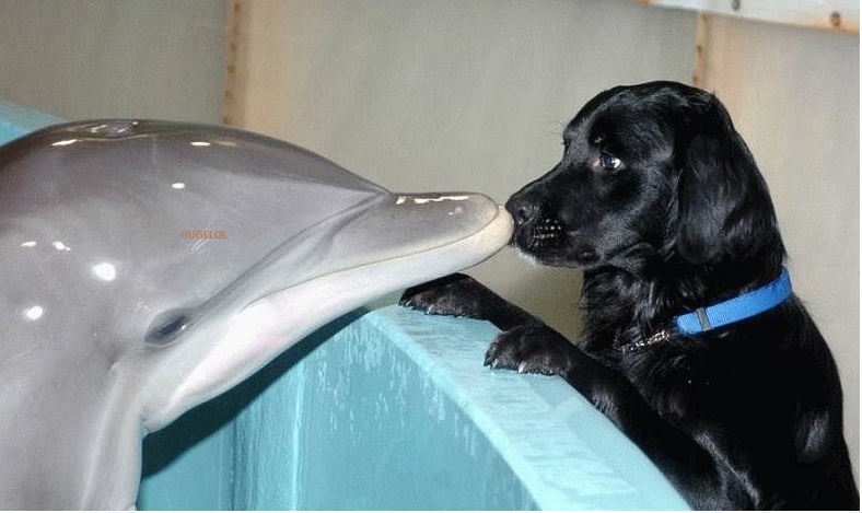 Scared looking dog, but a cute meeting