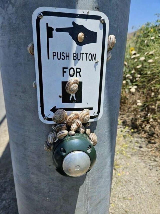 What are the chances that any given snail here is *the* snail?