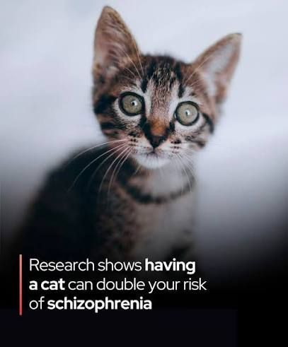 Downuder gave you all toxoplasmosis