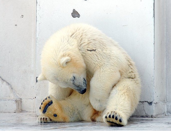 Juvenile polar bear is &quot;wondering&quot;