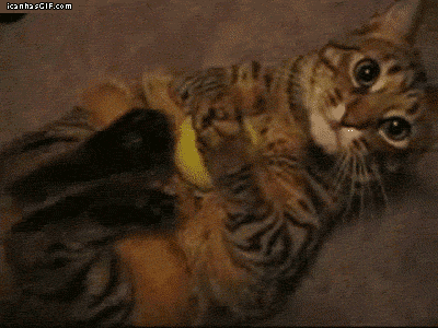 Cats do this because it is their instinct to snap their preys neck. Still adorable.