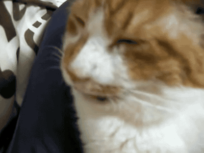 Nose lantern of a cat