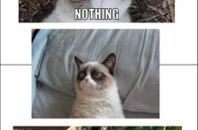 Grumpy Cat Compilation